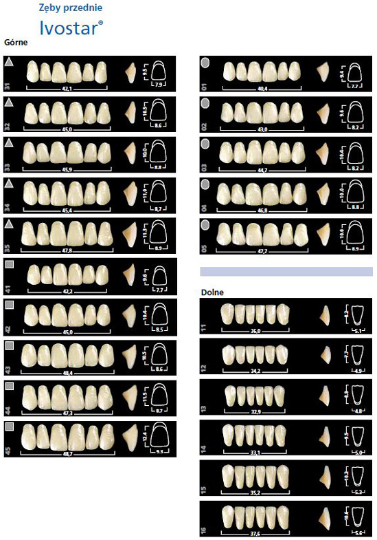 dobór i ustawienie zębów
