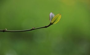 stomatologia powinna byc eko